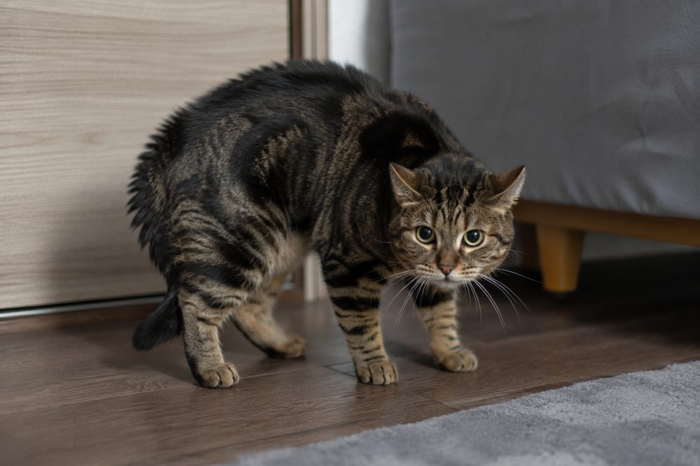 Gato en actitud defensiva, orejas hacia atrás