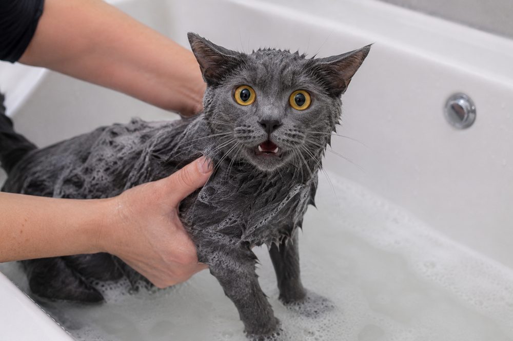 Gato gris mojado durante el baño con espuma