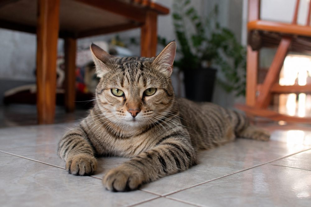 Gata en actitud inquieta, síntomas de celo