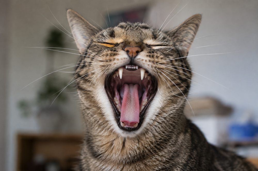 Gato bostezando mostrando sus dientes de cerca