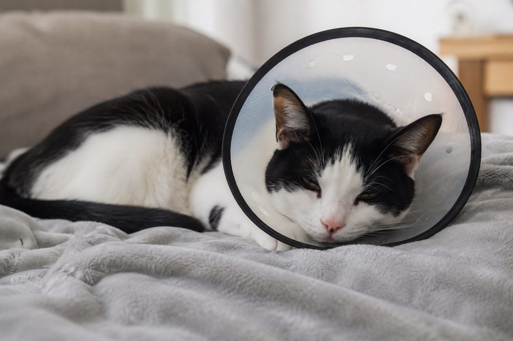 Gato con collarín de recuperación tras la esterilización