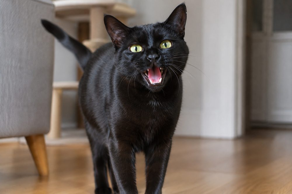 Gato negro maullando en el salón