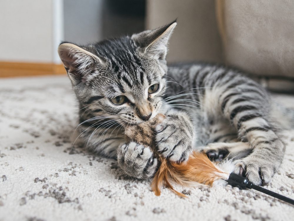 Gatito mordiendo un juguete de plumas durante el juego