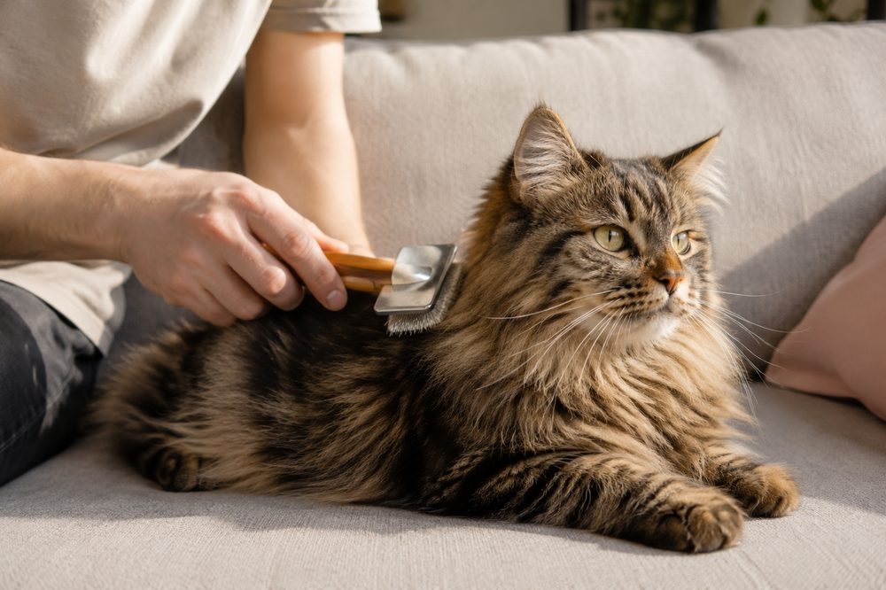 Cepillado de gato para reducir la caída de pelo