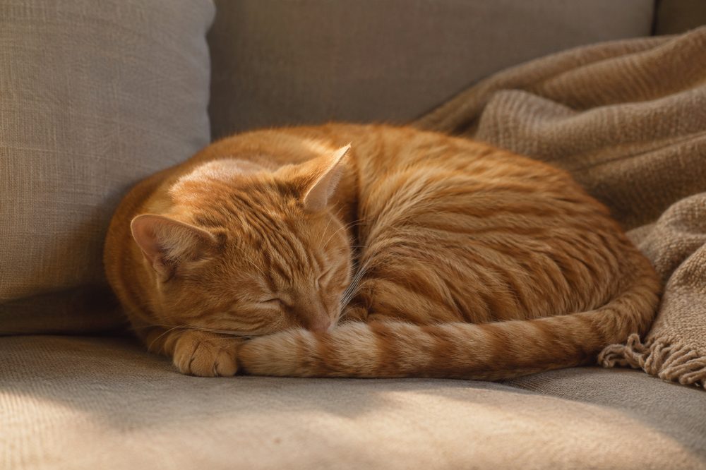 Gato naranja durmiendo plácidamente en el sofá