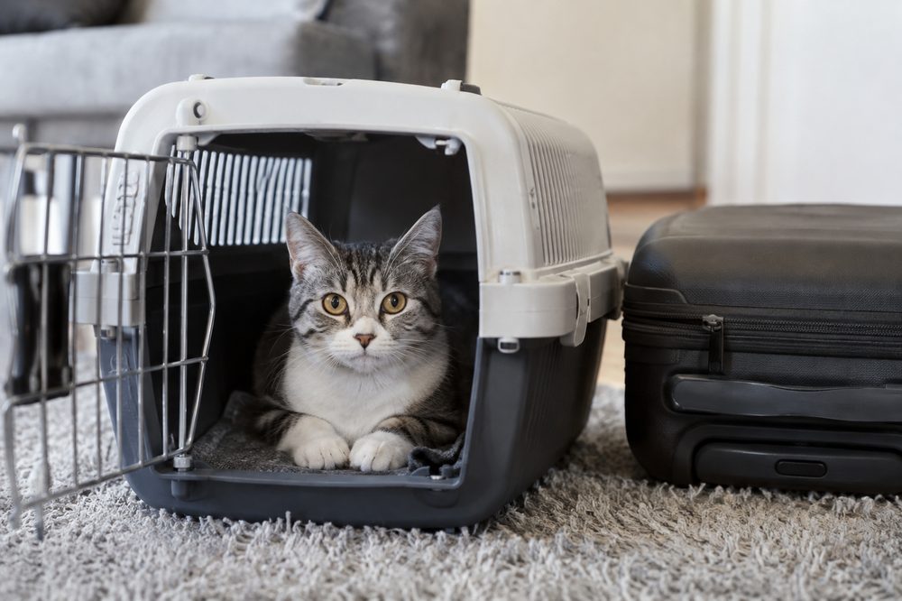 Gato dentro de un transportín preparado para viajar
