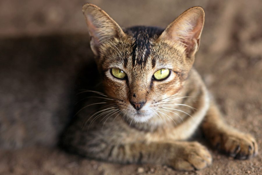 Gato Abisinio de pelaje atigrado y orejas grandes