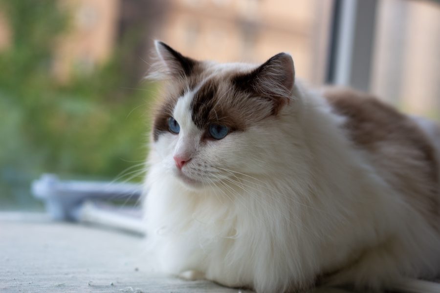 Gato Birmano de patrón colorpoint y ojos azules