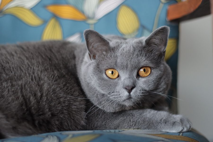 Gato Británico de Pelo Corto de color gris azulado