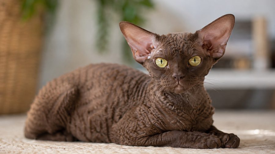 Gato Devon Rex de orejas grandes y pelaje corto rizado