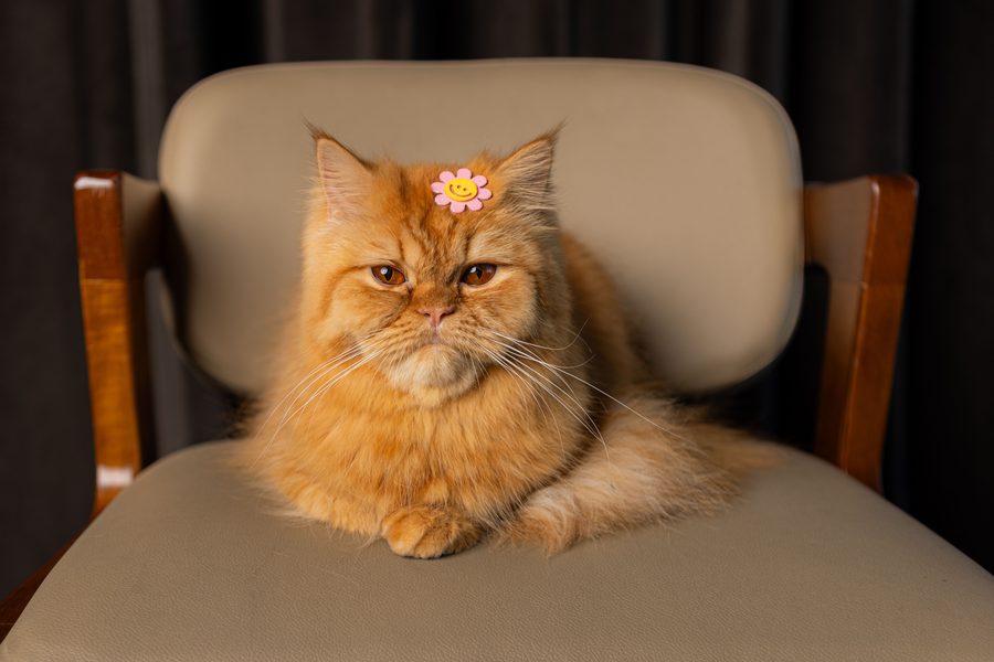Gato Persa de pelaje largo anaranjado