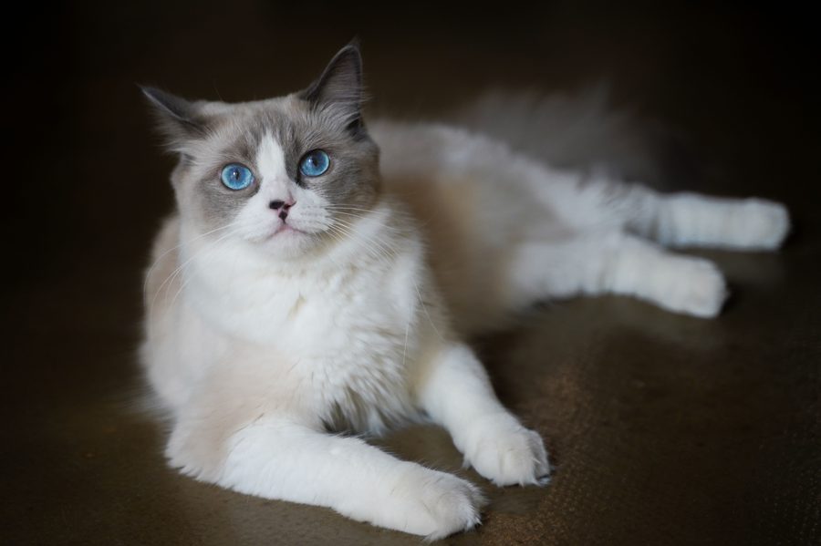 Gato Ragdoll de ojos azules con las patas en manopla blanca