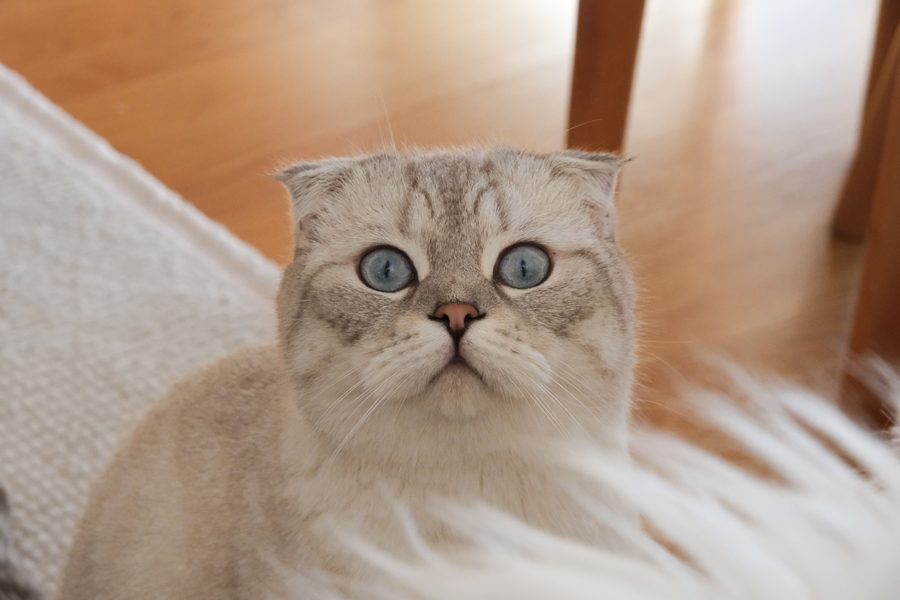 Gato Scottish Fold de orejas caídas y ojos azules
